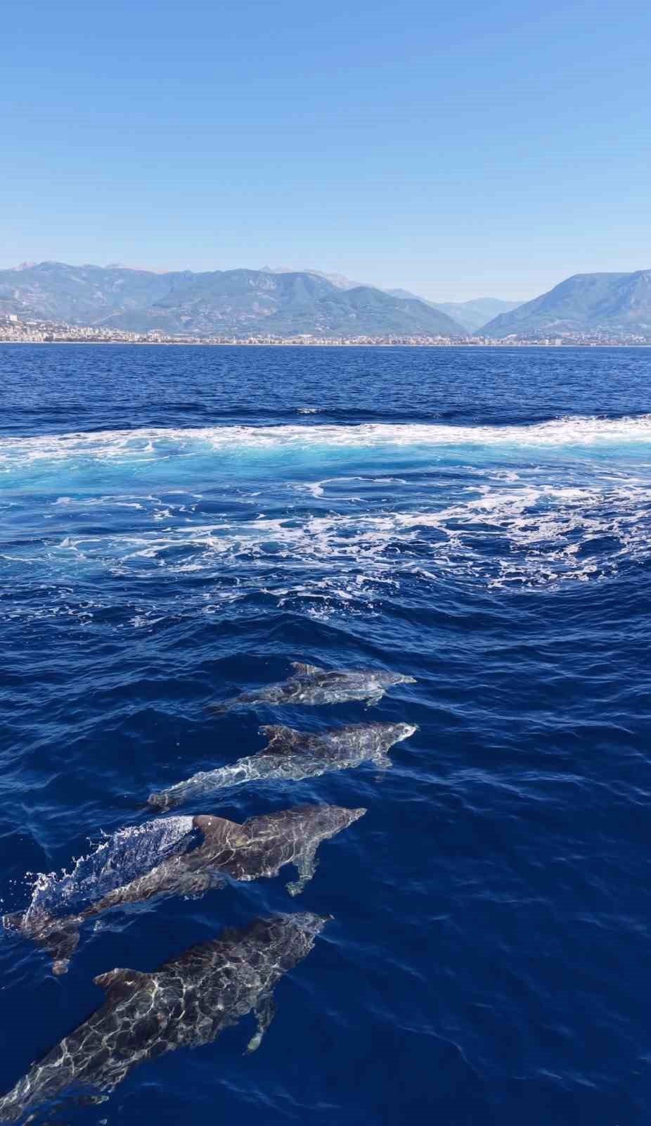 Alanya Açıklarında Yunus Sürüsü Görüntülendi