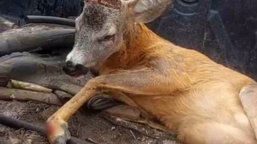 Bolu'da Yaralı Ceylan Koruma Altına Alındı