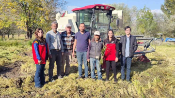 Bolu Seben'de Çeltik Hasadı Başladı