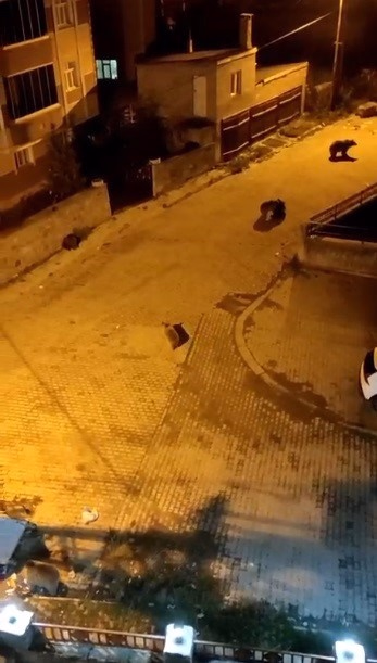 Kars'ta Ayılar Mahalleyi İstila Etti