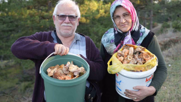 Kastamonu'da ormanlarda kanlıca mantarı bereketi