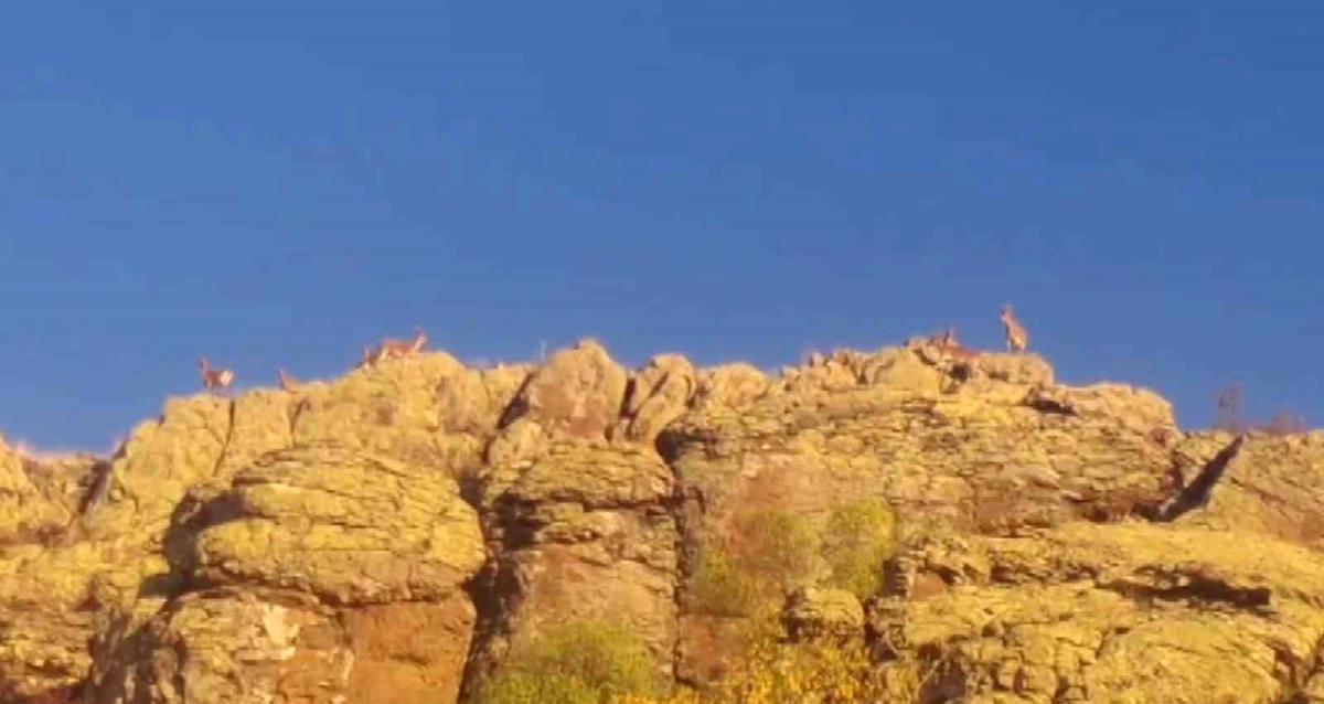 Malatya'da Koruma Altındaki Yaban Keçileri Görüntülendi