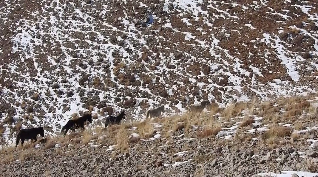Munzur Dağları'nda Yılkı Atları Görüntülendi
