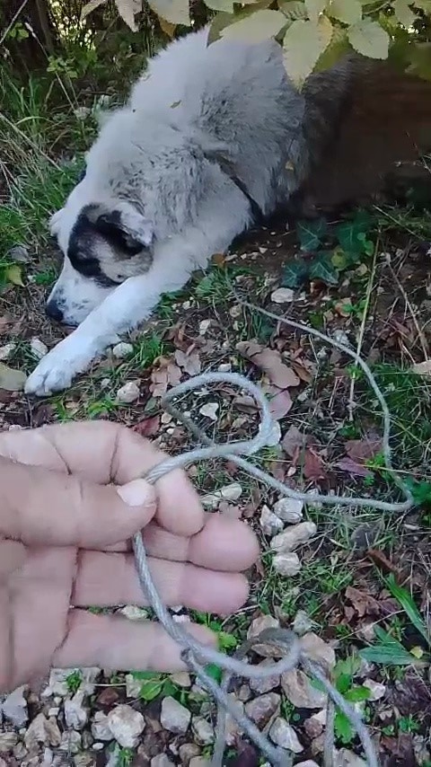 Ormanda tuzağa yakalanan köpek kurtarıldı