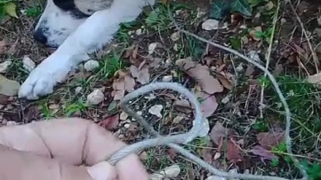 Ormanda tuzağa yakalanan köpek kurtarıldı