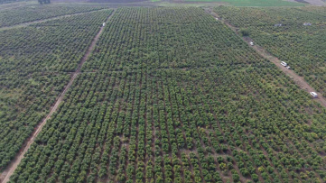 Osmaniye'de Nar Bahçesinde Hasat Başladı