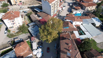Tokat'ta 142 Yıllık Tarihi Çınar Ağacı İlgi Görüyor