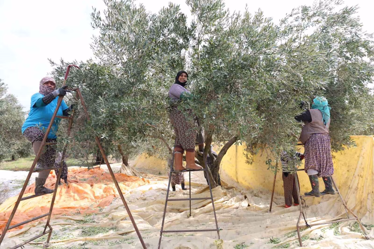 Aydın’da Kadınların Zeytin Hasadı Mesaisi Başladı