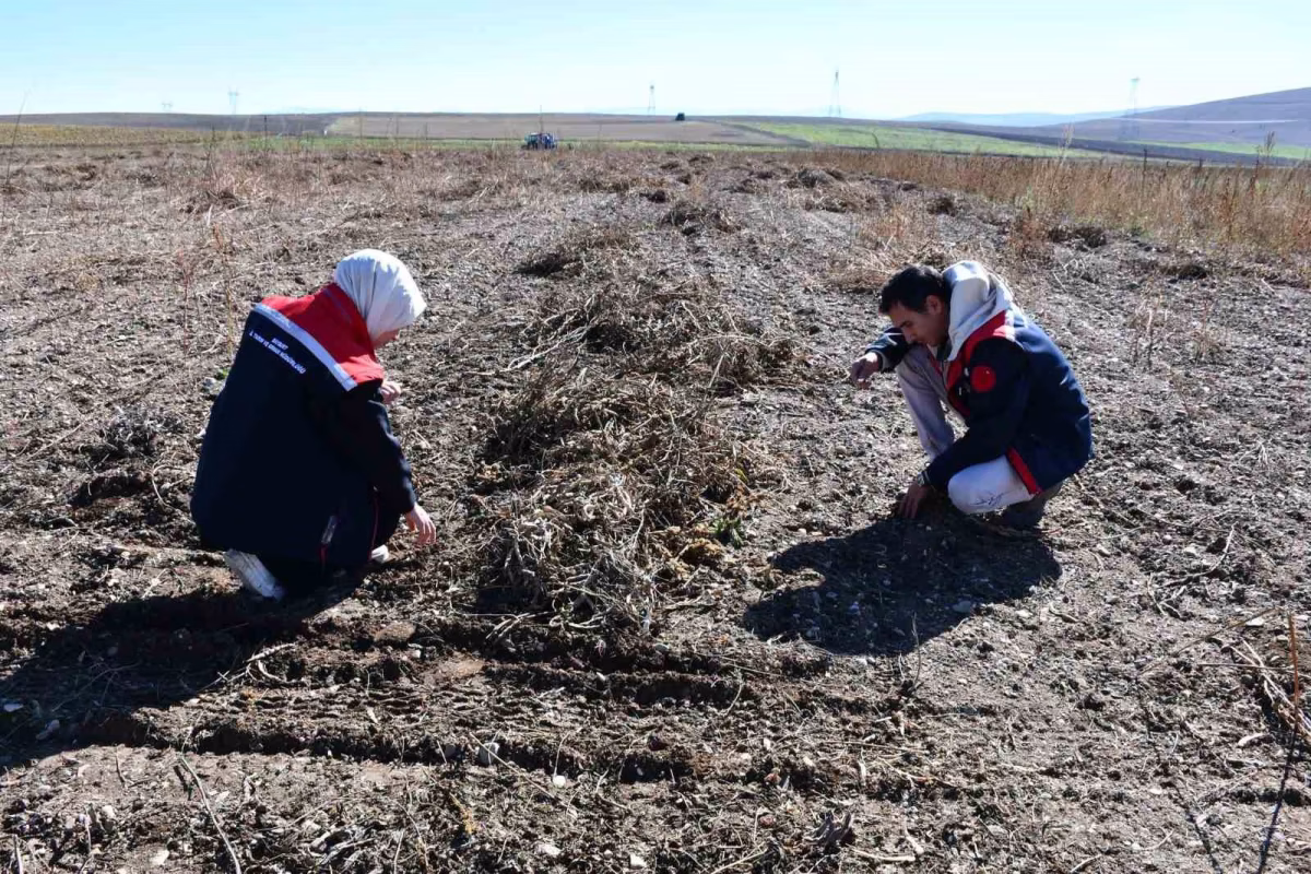 Bayburt’ta fasulye hasadı ve patoz denetimleri