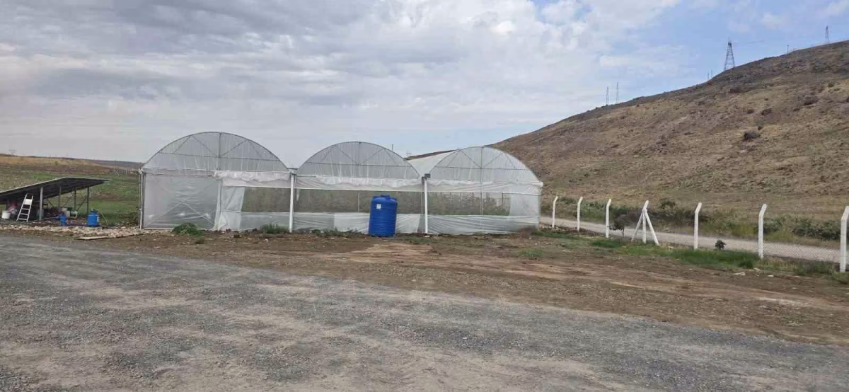 Cizre'de Örtü Altı Yetiştiriciliğine Destek