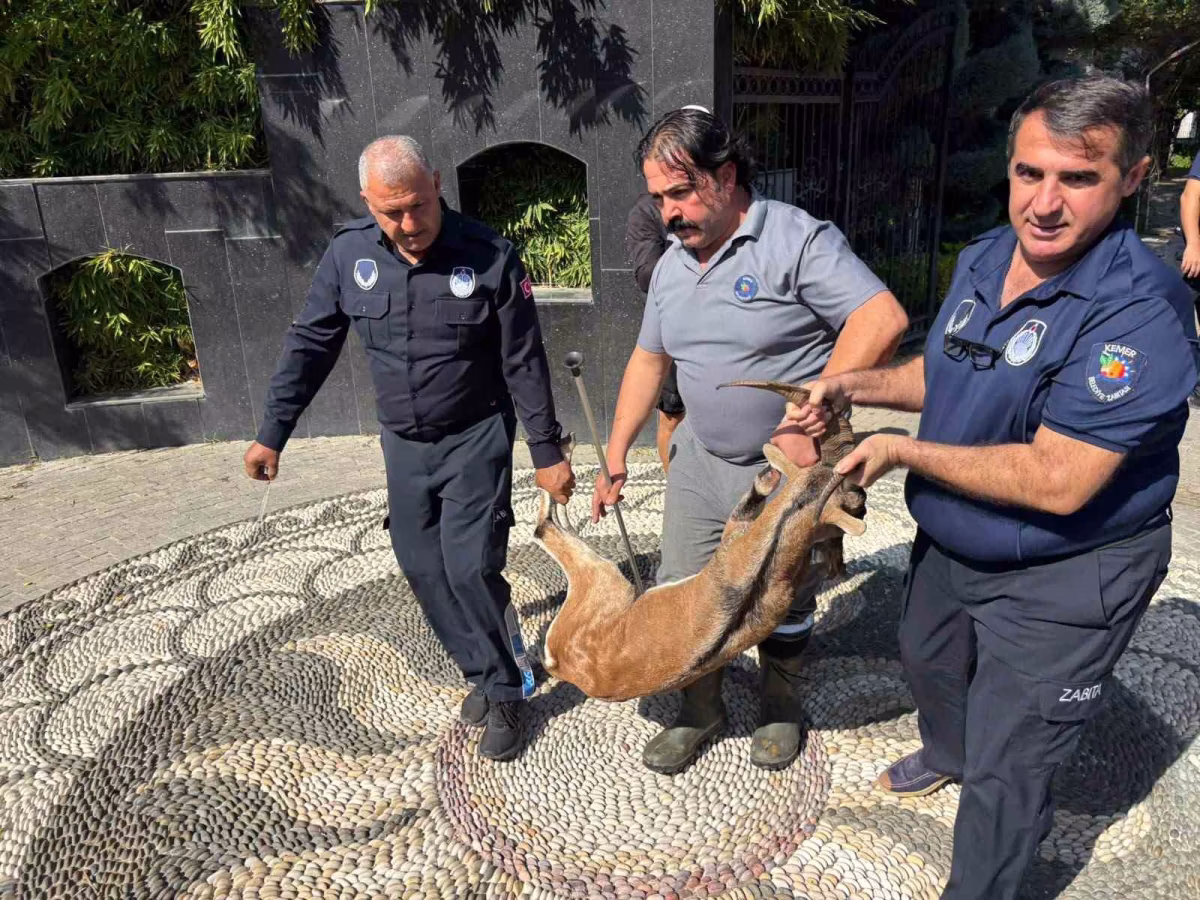 Kemer'de Yaralı Bulunan Dağ Keçisi Tedaviye Alındı