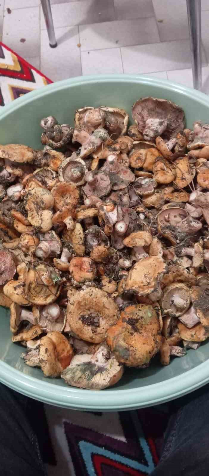 Ankara Beypazarı'nda Kanlıca Mantarı Hasadı