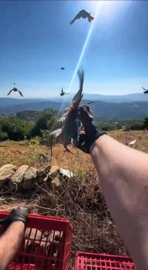 Aydın'da doğaya kınalı keklik salındı