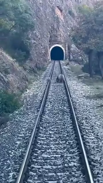 Sivas'ta Tren Yoluna Çıkan Ayılar Korkuttu