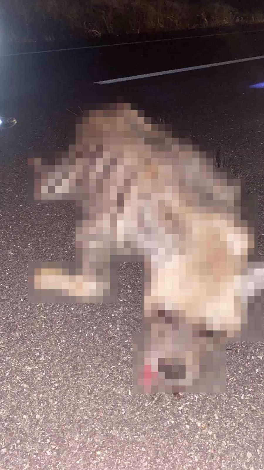 Adıyaman'da yolda telef olan çizgili sırtlan