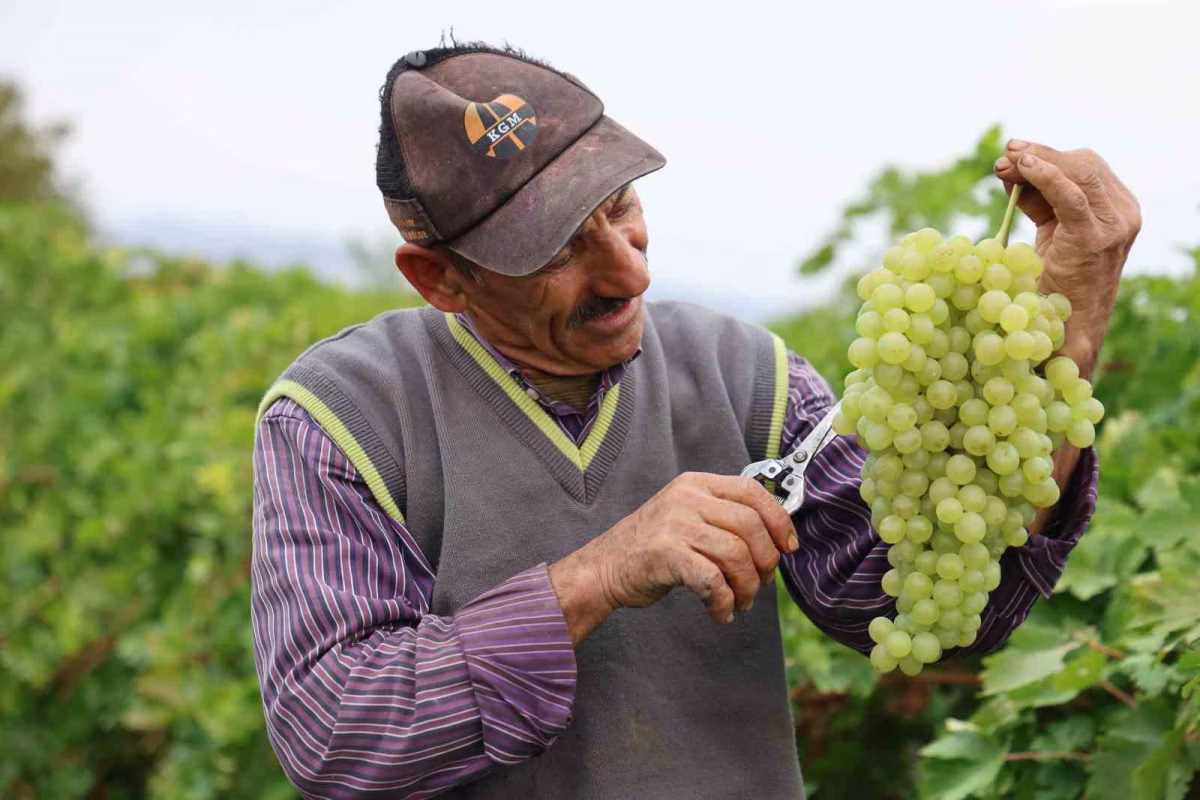Ağın Beyazı üzümünde hasat sürüyor
