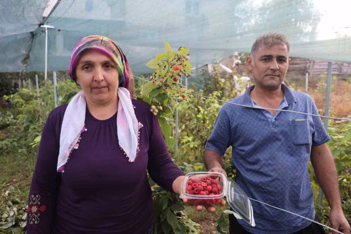 Saimbeyli'de İlk Ahududu Hasadı Yapıldı