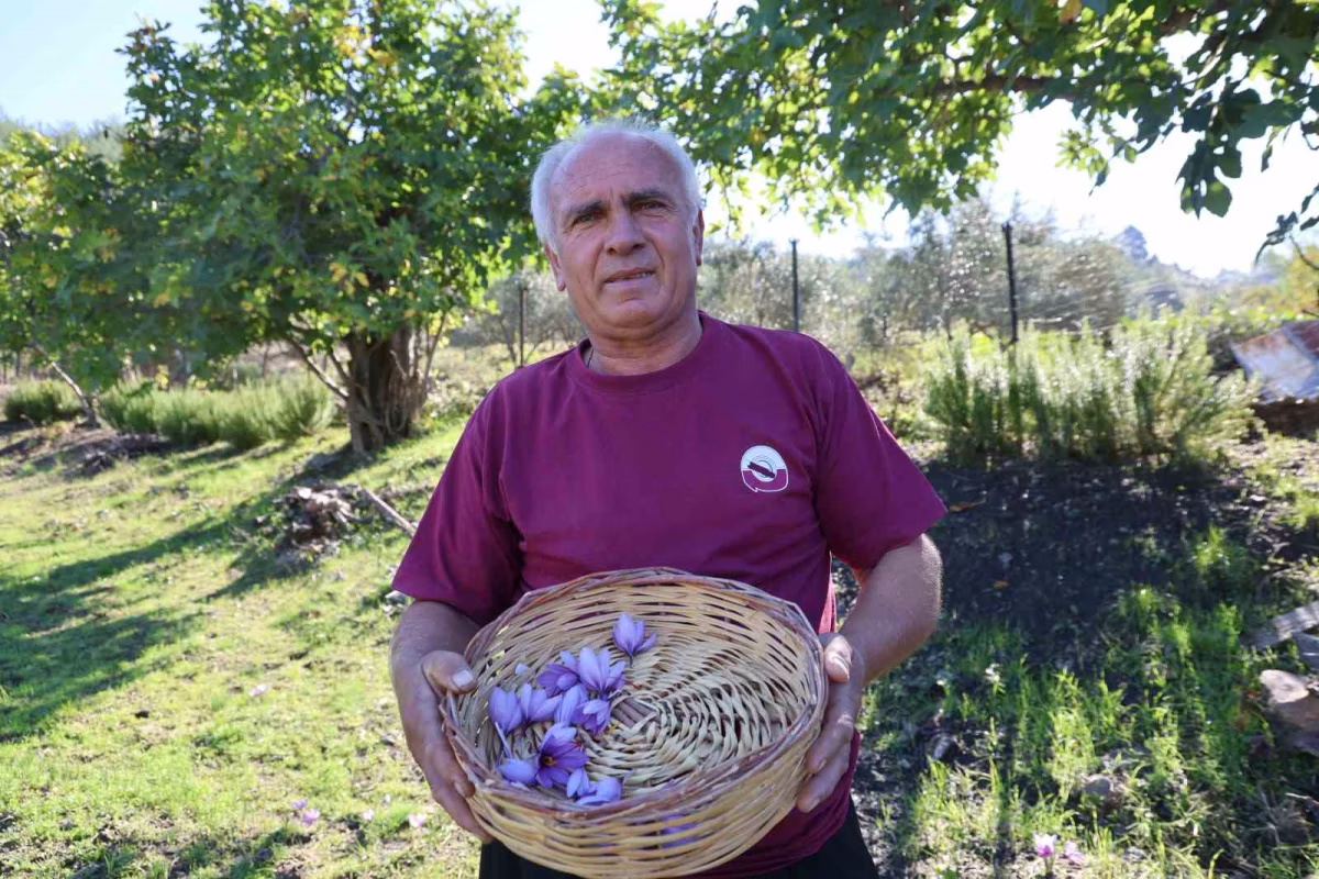 Adana'da altın değerinde safran hasadı