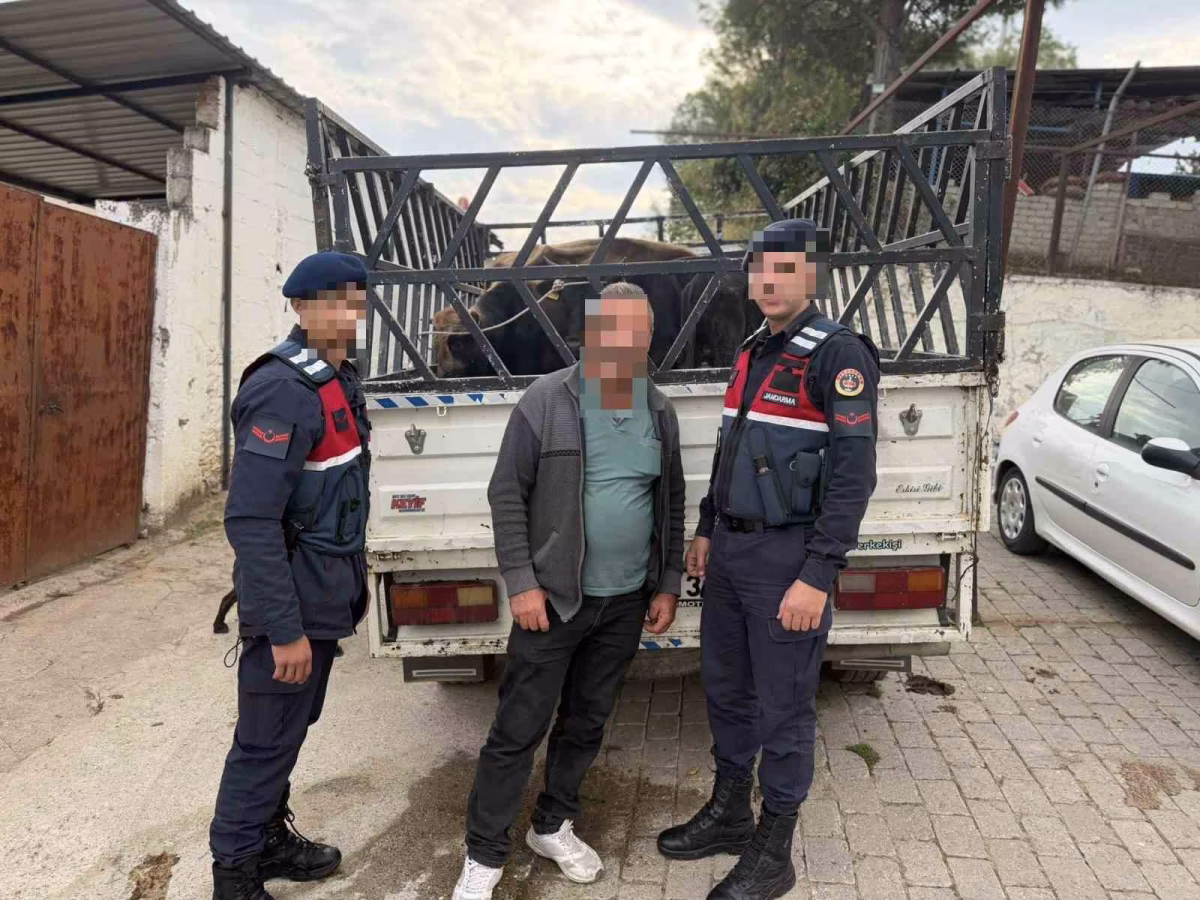 Aydın'da Büyükbaş Hayvan Hırsızlığına Tutuklama