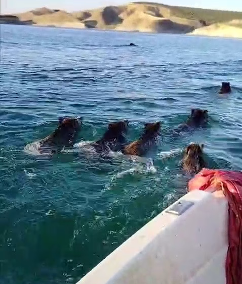 Barajda Balık Avı Srasında Beklenmeyen Sürpriz