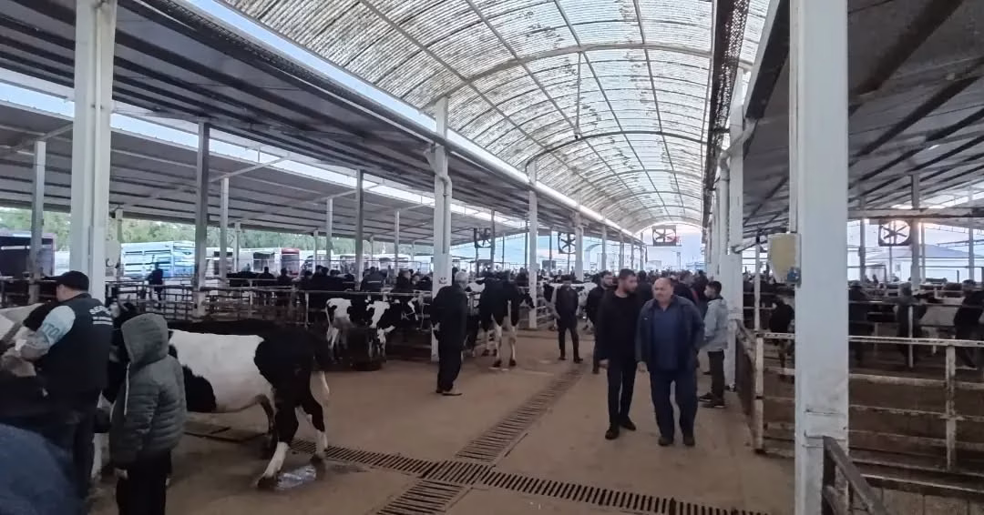 Canlı hayvan pazarında kaçak hayvan denetimi