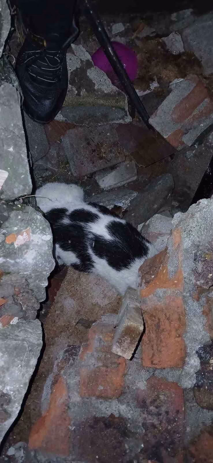 Enkazdan Kurtarılan Kedi Tedavi Altına Alındı