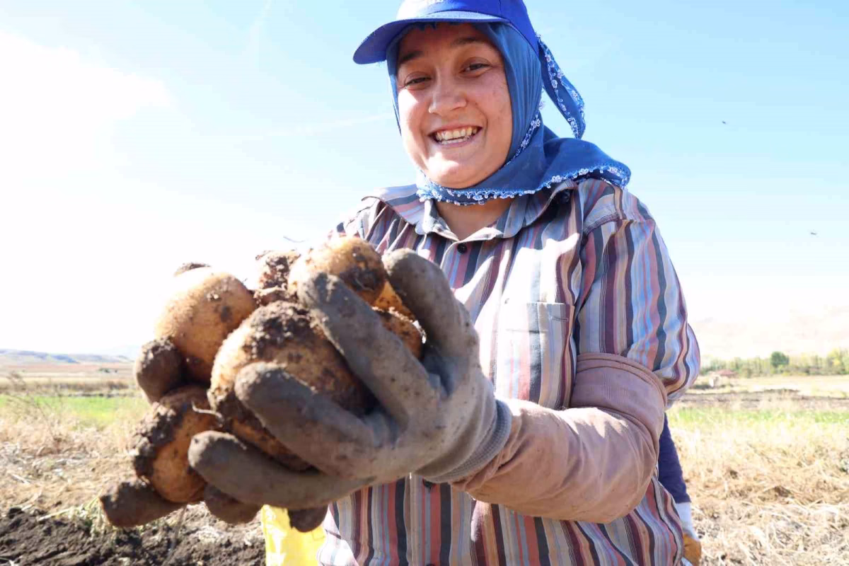 İlaçsız Patates Hasadı Yapıldı