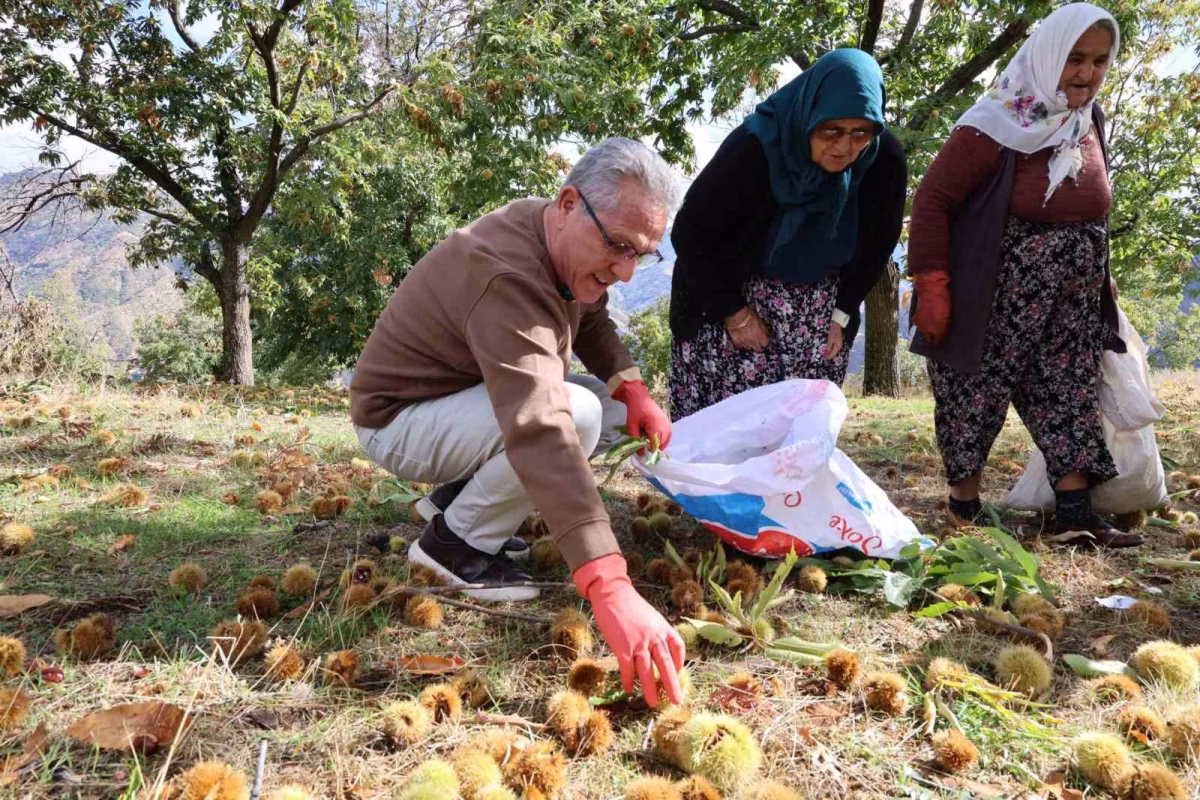 Başkan Tetik'ten Kestane Üreticisine Destek
