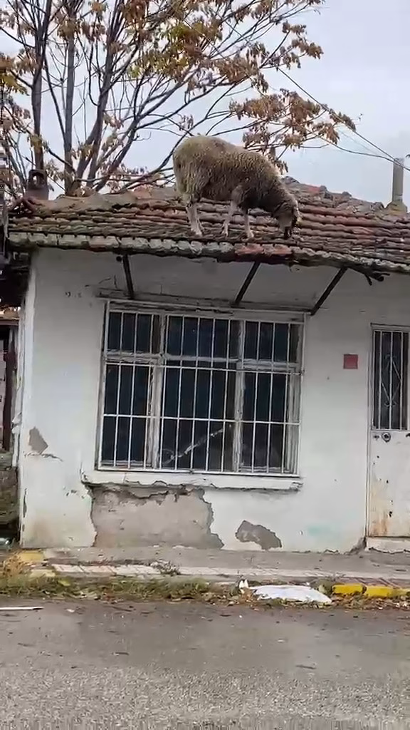 Çatıya Çıkan Koyun İlginç Görüntüler Oluşturdu