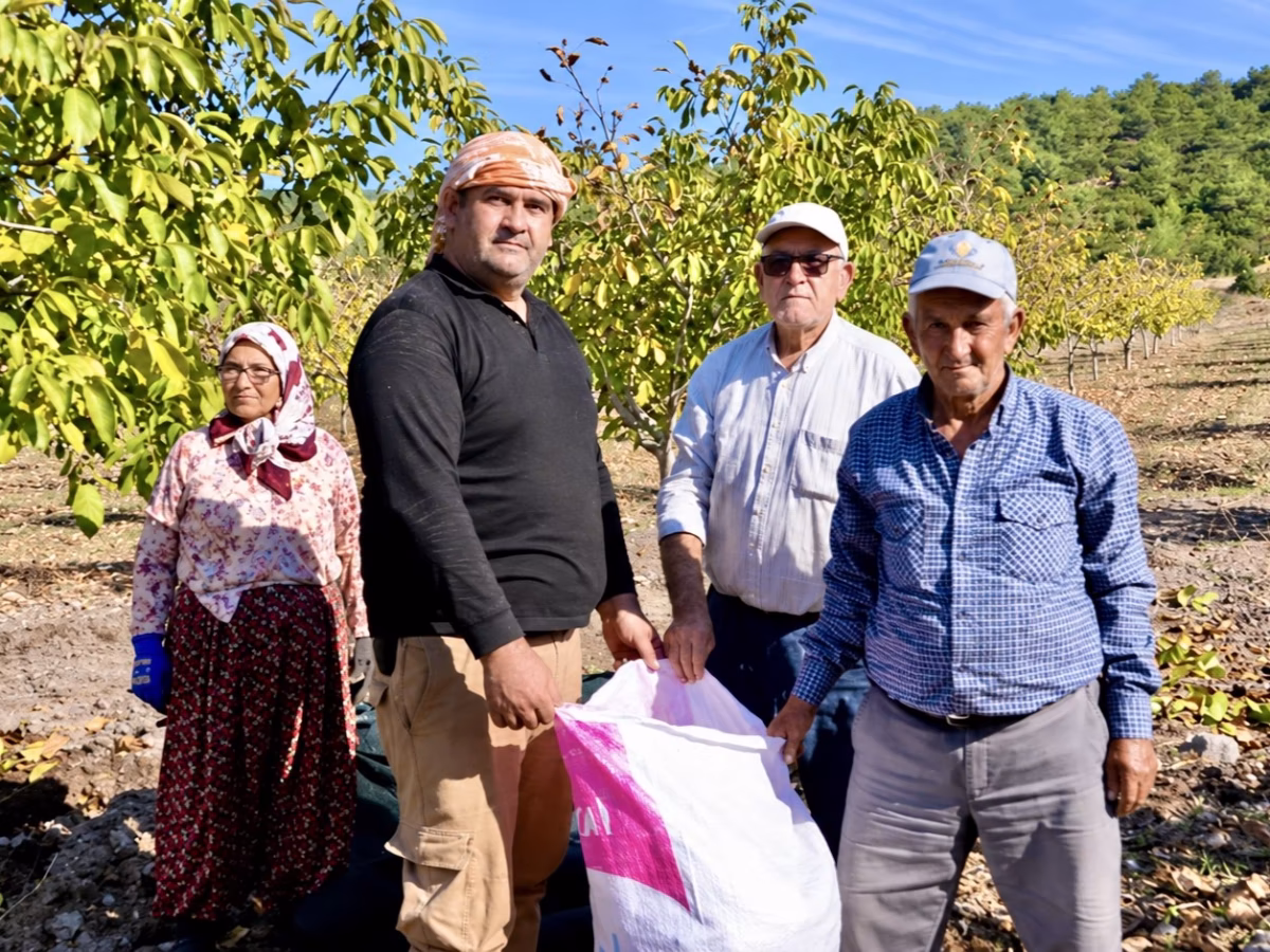 Manisa'da orman köylüsüne ceviz bereketi