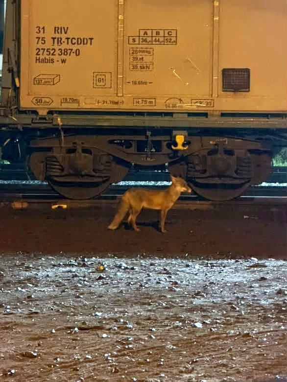 Muratlı'da İlçe Merkezinde Tilki Görüldü