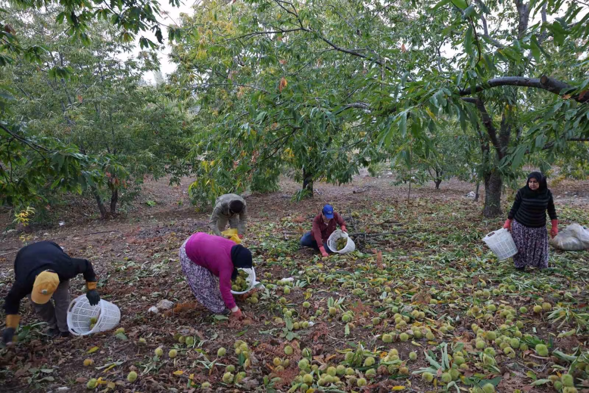 Aydın kestane hasadı rekor rekolteyle tamamlandı