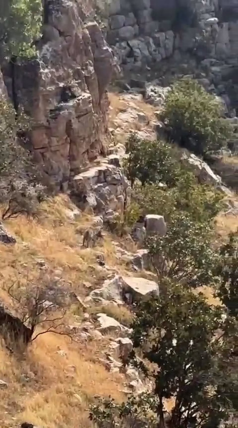Batman’da Nesli Tehlikedeki Sırtlan Görüntülendi