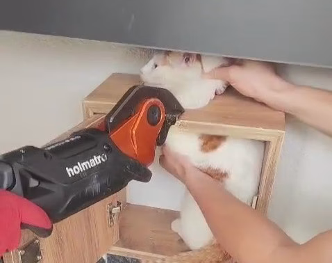 Posta Kutusuna Sıkışan Kedi Kurtarıldı