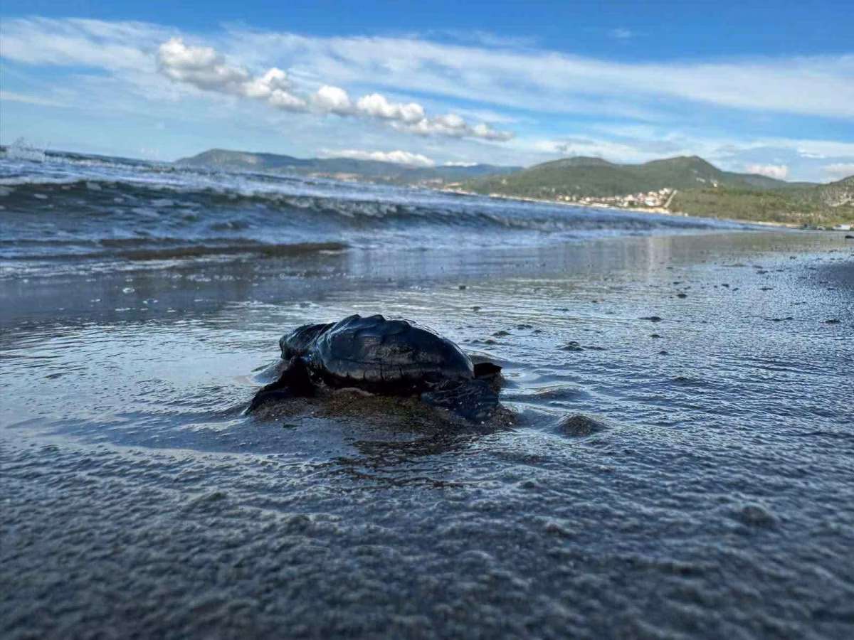 Aydın kıyılarında deniz kaplumbağaları koruma altında