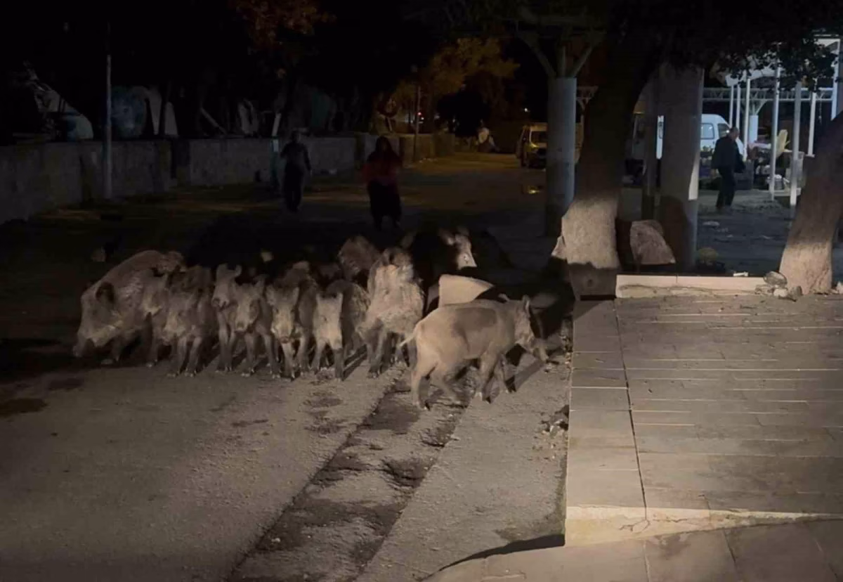 Bodrum Sokaklarında Domuz Sürüsü Panik Yarattı