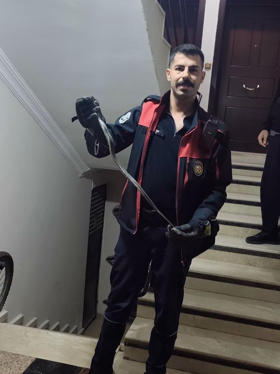 Defne'de yerleşim yerinde yılan paniği
