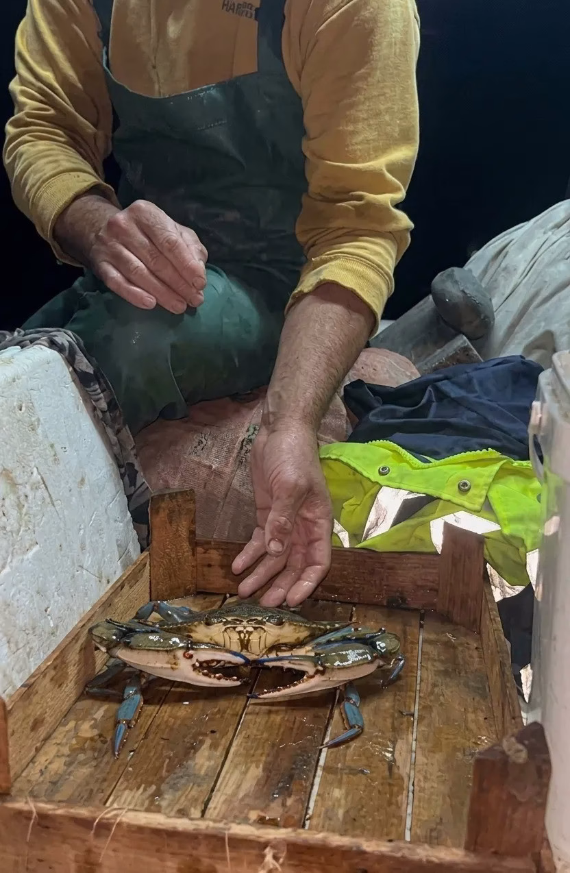 Karadeniz'de nadir görülen mavi yengeç yakalandı