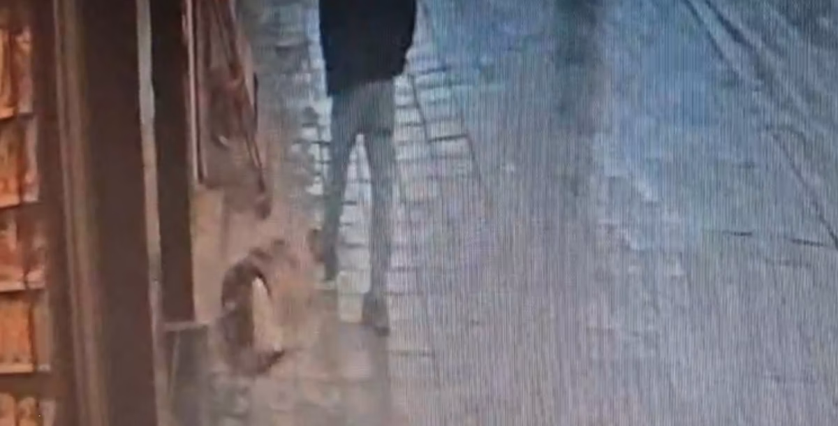 Köpeğe tekme atan adamı ısırdı
