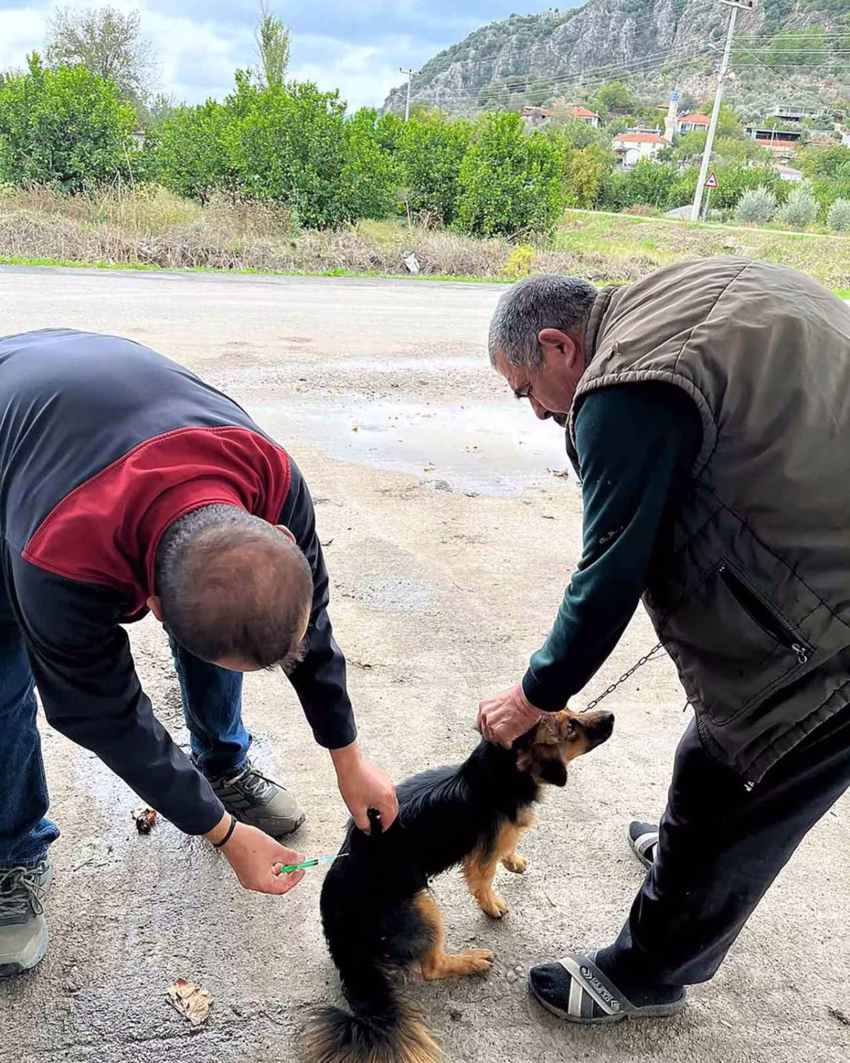 Ortaca'da kedi ve köpeklere kuduz aşısı