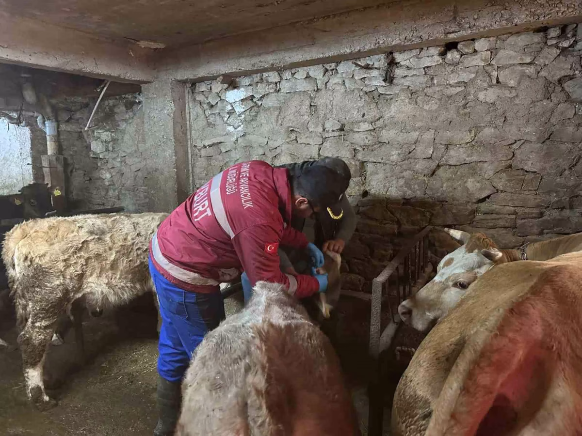 Aydıntepe’de büyükbaş hayvanlar aşılanıyor