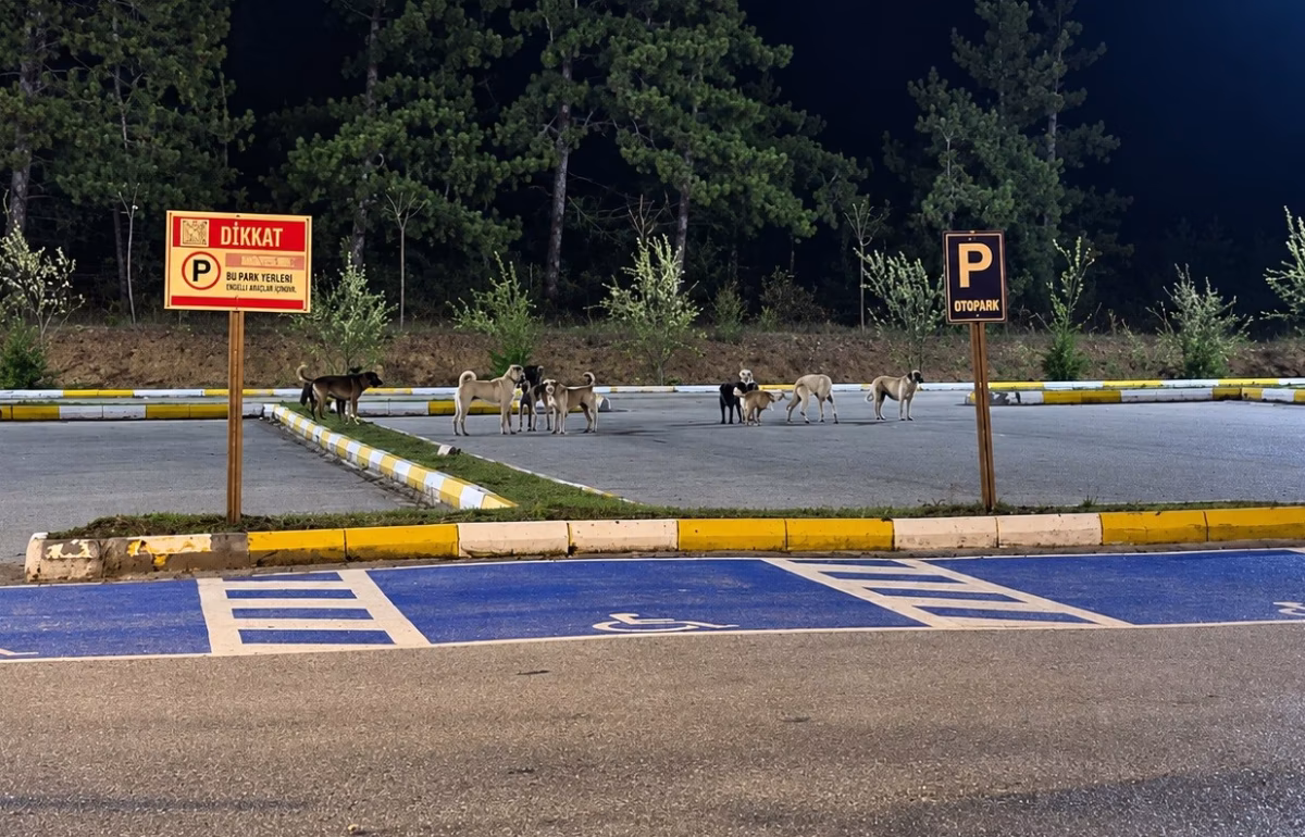 Pelitözü Gölpark'ta Başıboş Köpekler Tedirginliği